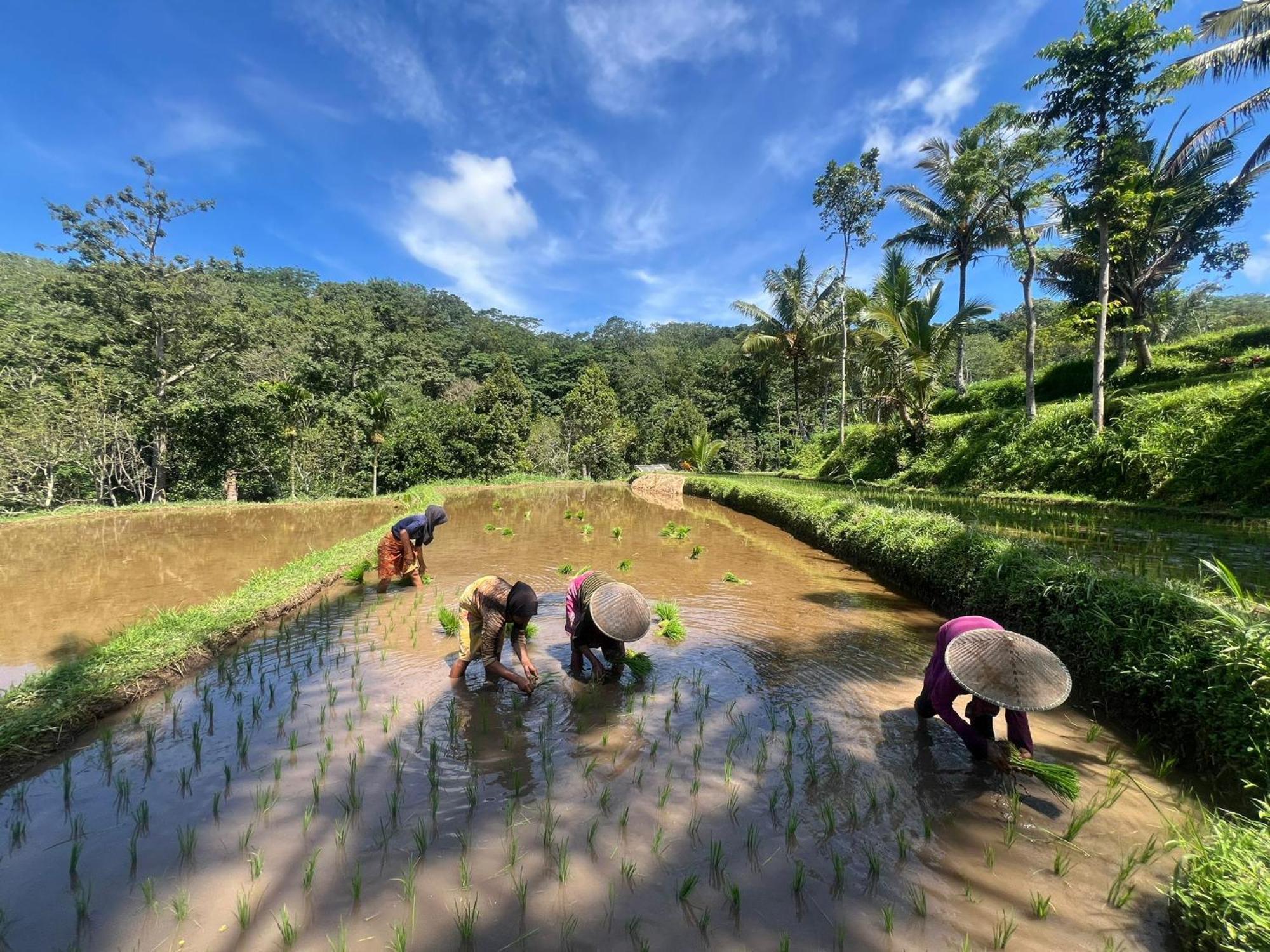 Serenity Lodge Tetebatu Lombok 外观 照片